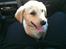 Labrador retriever Karla