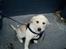 Labrador retriever Karla
