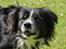 Border collie Freddy - den smukkeste og dejligste dreng........intet større.... 
