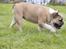 Engelsk bulldog Enja  (solgt)