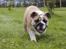 Engelsk bulldog Enja  (solgt)