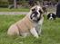 Engelsk bulldog Enja  (solgt)