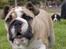 Engelsk bulldog Enja  (solgt)