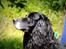 Field Trial Cockerspaniel Tilde