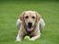 Labrador retriever Taco