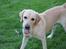 Labrador retriever Taco