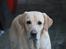 Labrador retriever Taco