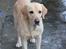 Labrador retriever Taco
