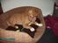 Nova scotia duck tolling retriever Simba - Hahah, du er så sød!<3