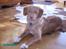 Nova scotia duck tolling retriever Simba - Simba som halvvoksen:)