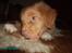 Nova scotia duck tolling retriever Simba - Nam nam, kødben!:P