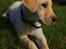 Labrador retriever Fie