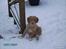 Nova scotia duck tolling retriever Simba - Simba som hvalp i sne!<3