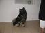 Eurasier Kærlundegård's V-Molo - Molo da jeg første gang så ham
