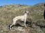 Whippet Piper