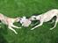 Whippet Piper - en at lege med...