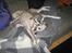 Whippet Piper - en at putte med...