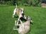 Whippet Piper - en at slås med