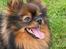 Pomeranian Echo