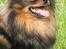 Pomeranian Echo