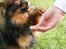 Pomeranian Echo