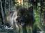 Eurasier Kærlundegård's V-Molo - Lavet til mig af Mette med Puttehunden Prinsesse Silje!
Mange tak for det :-)