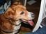 Nova scotia duck tolling retriever Chang - en fugl? høre den ikke til i haven?