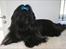 Shih tzu CHRIS KOBRA