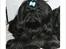 Shih tzu CHRIS KOBRA