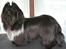 Shih tzu CHRIS KOBRA