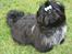 Shih tzu CHRIS KOBRA