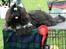 Shih tzu CHRIS KOBRA