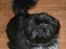 Shih tzu CHRIS KOBRA