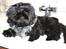 Shih tzu CHRIS KOBRA