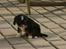 Cavalier king charles spaniel Luna