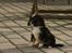 Cavalier king charles spaniel Luna