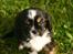 Cavalier king charles spaniel Luna