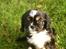 Cavalier king charles spaniel Luna