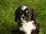 Cavalier king charles spaniel Luna