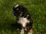 Cavalier king charles spaniel Luna