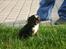 Cavalier king charles spaniel Luna