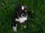 Cavalier king charles spaniel Luna