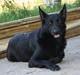 Schæferhund Diddie Von Tjarnshaget