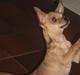 Chihuahua Loui