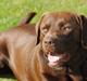 Labrador retriever Andy