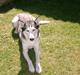 Siberian husky Lucky "himmel hund"