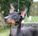 Engelsk toy terrier Shiny Lake´s Fab in Black´n Tan; Romeo