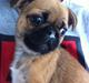Blanding af racer Frk Ludwig Mops/griffon