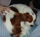 Cavalier king charles spaniel Sif