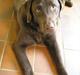 Labrador retriever Bob